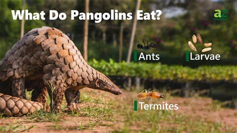 What Do Pangolins Eat? Explore their Specialized Diet - A-Z Animals