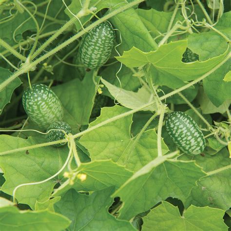 Mexican Sour Gherkin (Cucamelon) - Cucumber Seeds | Johnny's Selected Seeds