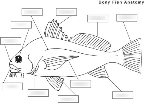 Bony Fish Anatomy Worksheet | Anatomy Worksheets