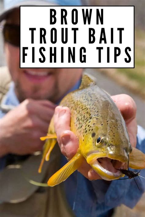 Brown Trout Bait Fishing: Essential Tips for Success - Southern Trout