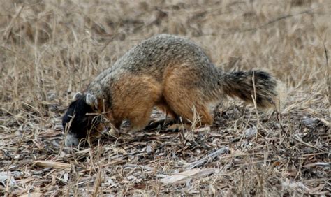 Parker's Barkers: Unusual Florida Fox Squirrel