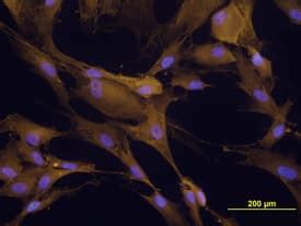 Human Paxillin Antibody MAB4259: R&D Systems