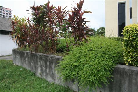 BIODIVERSITY OF EUREKA RIVER AT USM: Phyllanthus myrtifolius