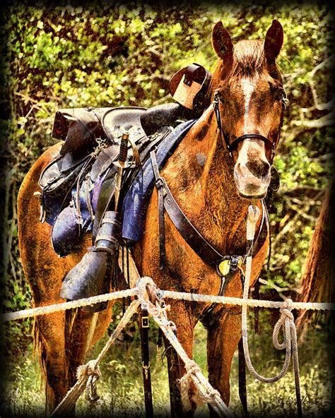 Cavalry Horse circa 1864 Photograph by Rick Wilkerson - Fine Art America