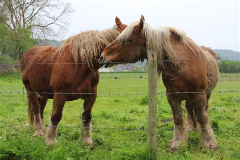 Percheron Horse Breed Profile