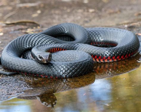 Snakes start to slither out this spring | Mirage News