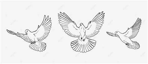 Set Of Dove Outline, Illustration, Religious, Sign PNG and Vector with ...