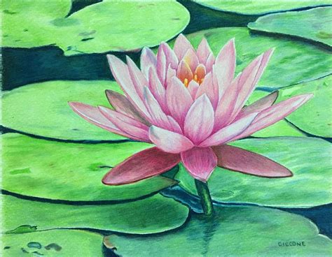 Water Lily Drawing by Jill Ciccone Pike - Pixels