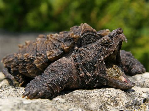 Alligator Snapping Turtle Habitat, Diet & Reproduction