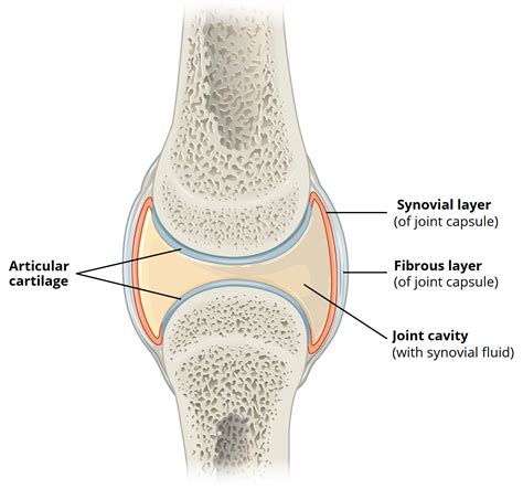 Joints - TeachMeAnatomy