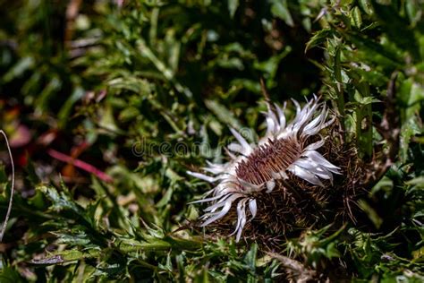 Carlina Acaulis Flower Growing in Meadow Stock Photo - Image of beauty ...