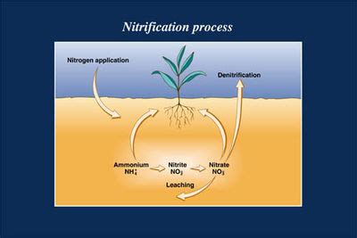 Nitrosomonas - microbewiki