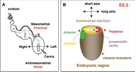 Figure 1 from The Anterior-Posterior Axis Emerges Respecting the ...