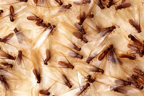 All about termites–and they're mostly beneficial (yes, really!)