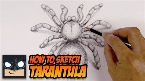 Tarantula Drawing