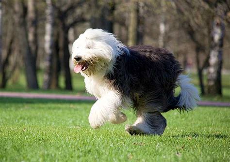 29 Of The Cutest Old English Sheepdog Pictures Ever – PBH2