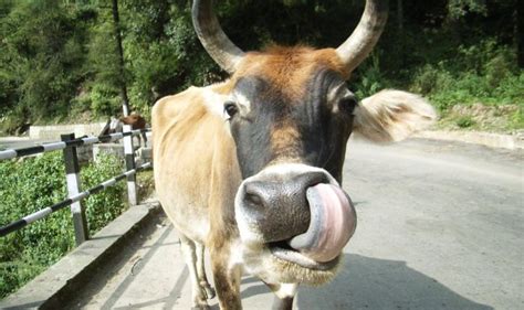 Cow is now the national animal of Nepal. Do you know the national ...