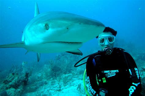 Scuba Diving with Sharks | Dive Reviews & Reports