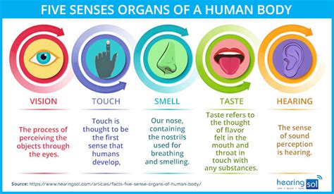 Sense Organs Functions Of Sense Organs How To Care Sense Organs ...