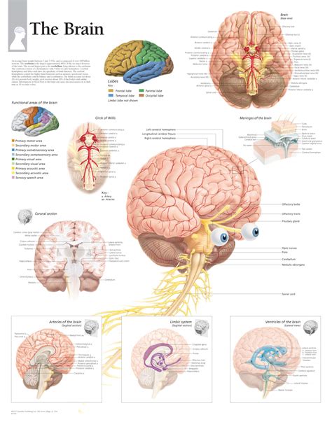 21+ The Brain Parts And Functions Chart Gif | ladif-m-simpson