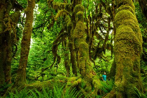 Hoh Rainforest Wallpaper - WallpaperSafari