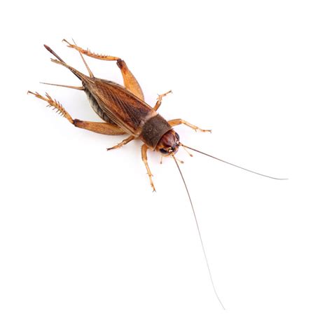 House Crickets | Waco Pest Control & Termite Control | iPest Solutions