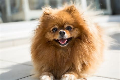 Top 10 Popular Small Dog Breeds