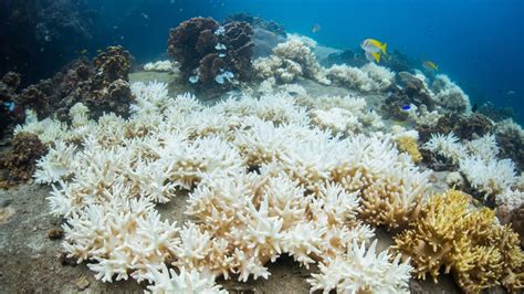 Coral catastrophe: The fight to save our dying reefs | Global Warming ...