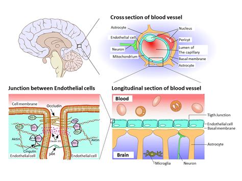 Blood-Brain-Barrier