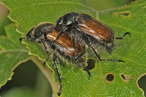 Phyllopertha horticola, Garden Chafer