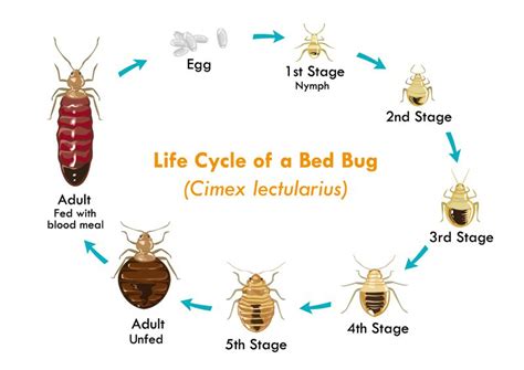 Bed Bugs vs. Lice: What You Need To Know - The Pest Rangers