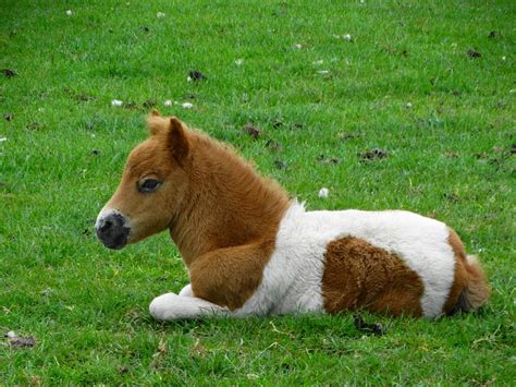 Baby Horses