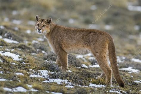 Puma in high altitude habitat - Stock Image - F023/3216 - Science Photo ...