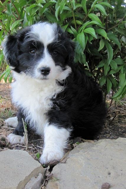 23+ Border Collie Poodle Mix Puppy - l2sanpiero