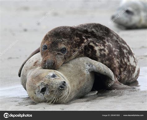 Grey Seals Halichoerus Grypus Beach Heligoland — Stock Photo ...