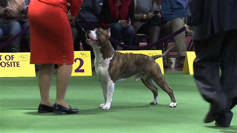 American Staffordshire Terrier Westminster Kennel Club Dog Show 2016 ...