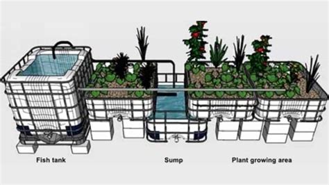 Aquaponics Fish Tank: How To Get The Right And Perfect Design - Green ...