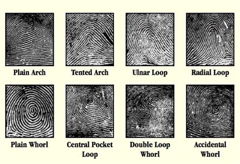 BGoffForensics: Forensic Science Project Part I: Fingerprints