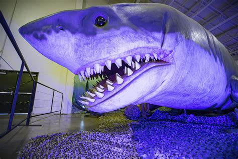 A Look Back at Megalodon Discoveries From The Last 115 Years - Newsweek