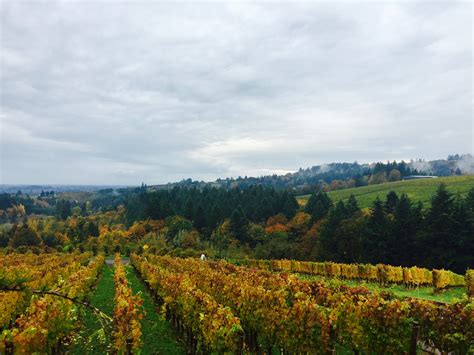 A Vineyard Wine Tour – Exclusive Winery Tour in Portland, Oregon