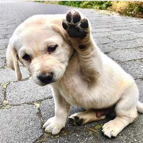 Pin di Luis Ramos Ayala su Uñas azules | Cuccioli di cani, Cani e ...