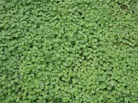 Good info on microclover, where to get seeds and how to sow, etc ...