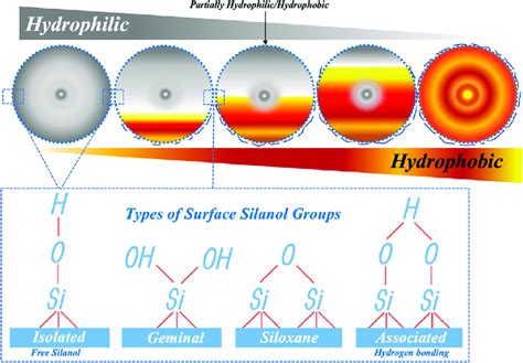 Different types of surface silanol groups on the surface of NPs, which ...