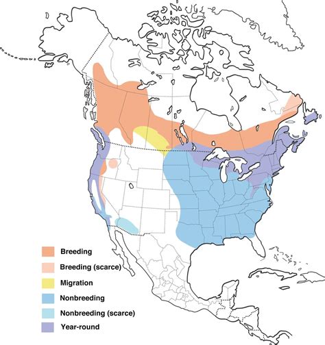 Ah, the Purple Finch | GREAT READ | Birding: Backyard & Beyond