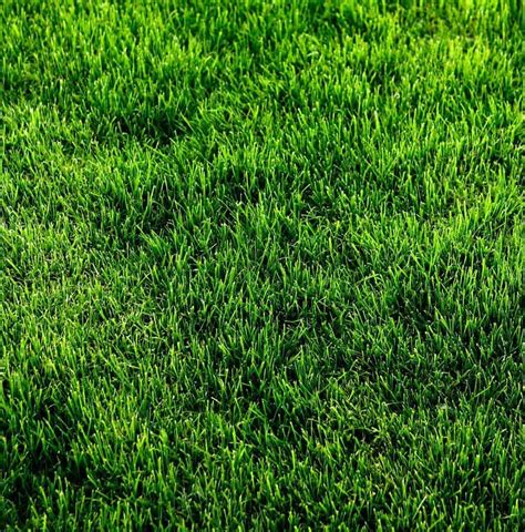 Turf Grass Facts | Emerald Lawns