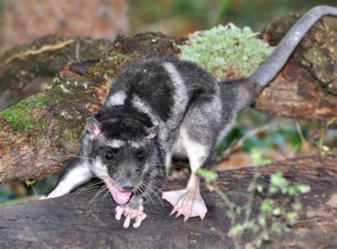 Ok i know it's not a opossum but who knew about the water possum :o : r ...