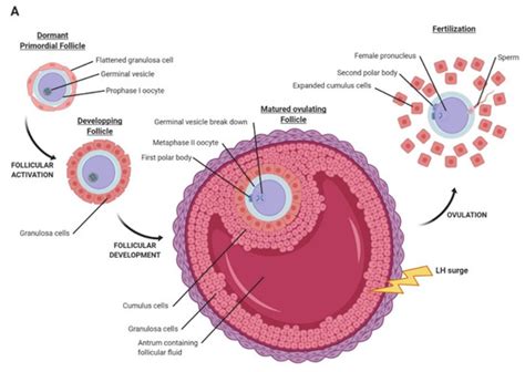 IJMS | Free Full-Text | Adipokines Expression and Effects in Oocyte ...