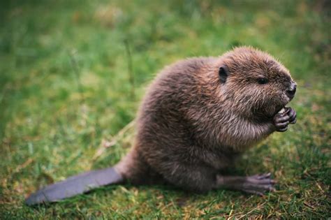 Beaver symbolism – Artofit