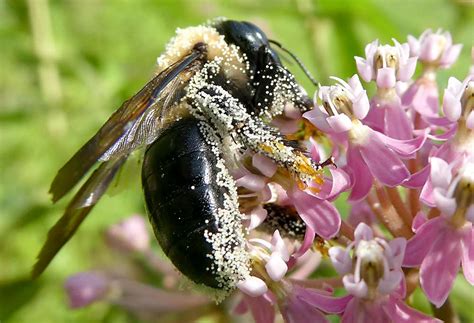 Pollination education - Good Fruit Grower