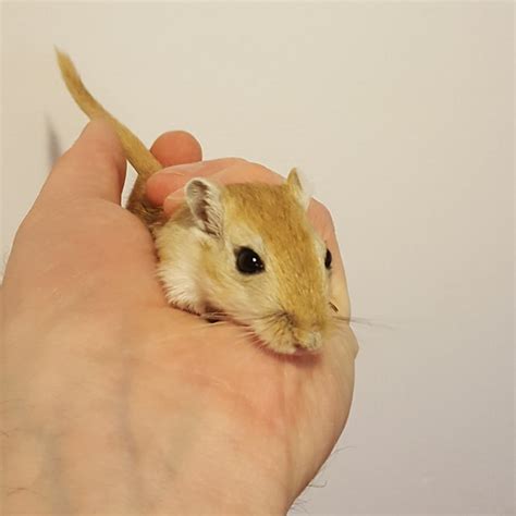 Gerbil Garden: Basic Gerbil Care